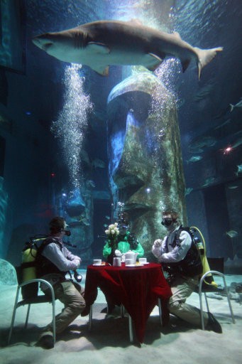 Aquarists at The Sea Life London Aquarium hold a tea party in the Pacific Reef Display shark tank to challenge the perception of them as monsters of the sea.
