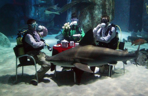 Aquarists at The Sea Life London Aquarium hold a tea party in the Pacific Reef Display shark tank to challenge the perception of them as monsters of the sea.
