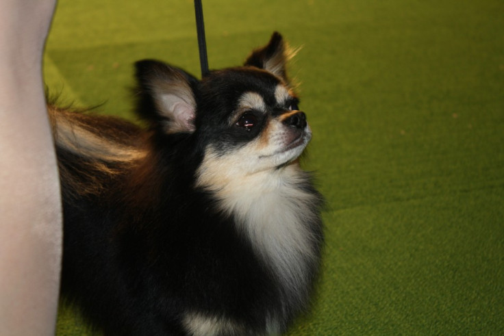 Chihuahua