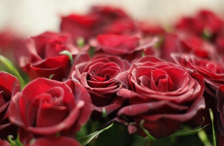 Demand for Valentine's Day Rose Soar in the US, 90 Percent Imported