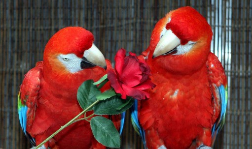 Scarlet Macaws