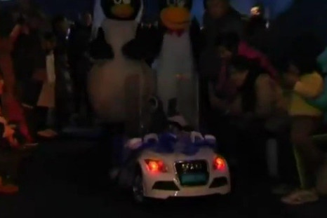 Penguin couple in their wedding car