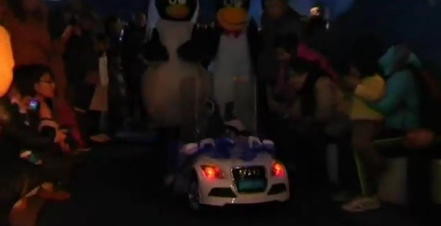 Penguin couple in their wedding car
