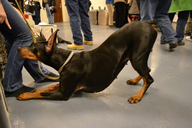 Doberman Pinscher