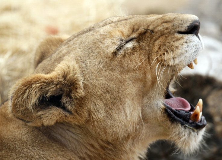 African lioness