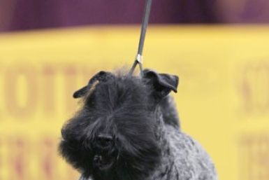 A Kerry blue terrier named Chelsey