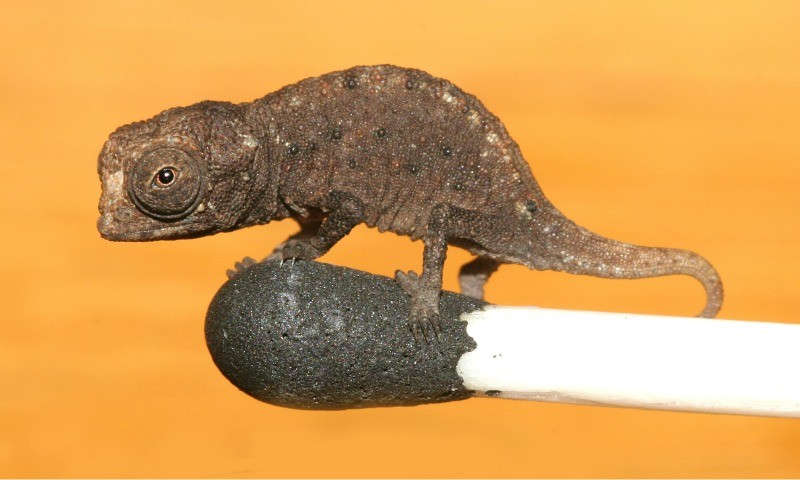 World's Tiniest Chameleon Found; It is Smaller Than Your 