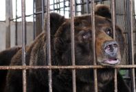 Endangered black bear inside cage at bile farm in Weihai, China