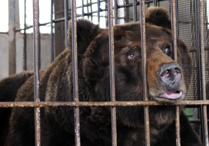 Endangered black bear inside cage at bile farm in Weihai, China
