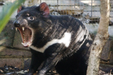 Researchers Have Discovered Root Cause of Tasmanian Devils Cancer