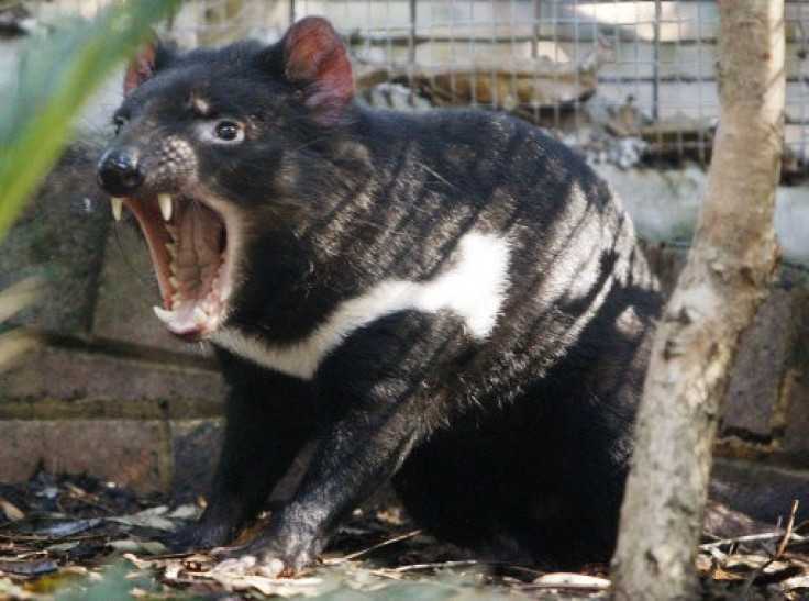 Researchers Have Discovered Root Cause of Tasmanian Devils Cancer