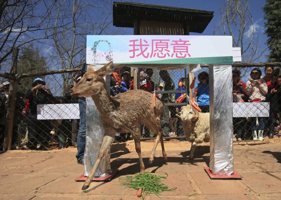 Changmao and Chunzi pass through an arched door during a cross-species wedding ceremony at Yunnan Wild Animal Park in Kunming