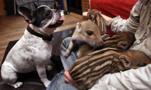 Bulldog adopts six piglets