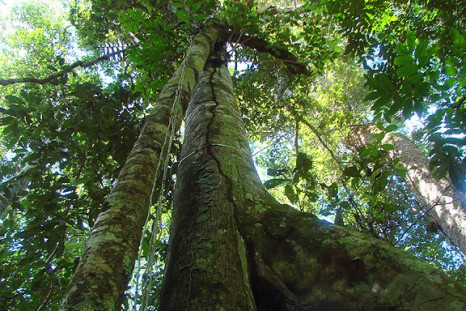 NASA Creates Unique Map Showing Height of Earth's Forests