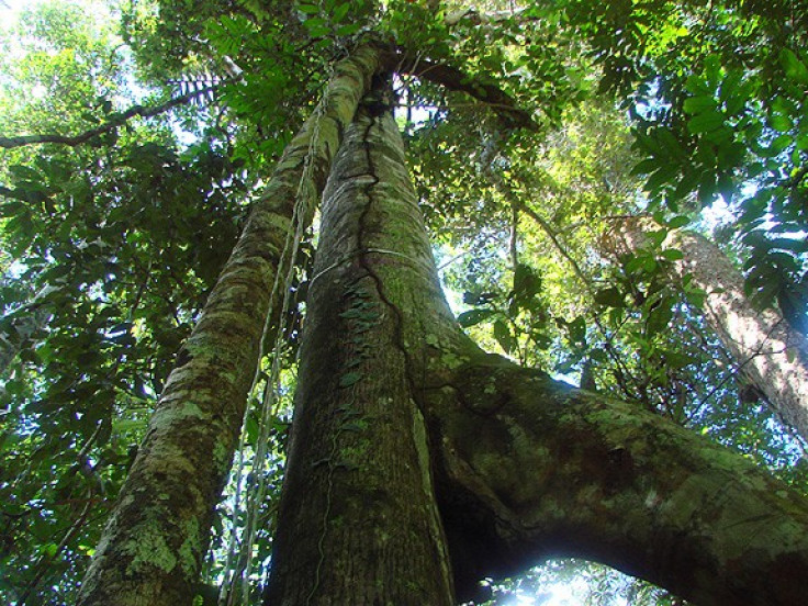 NASA Creates Unique Map Showing Height of Earth's Forests