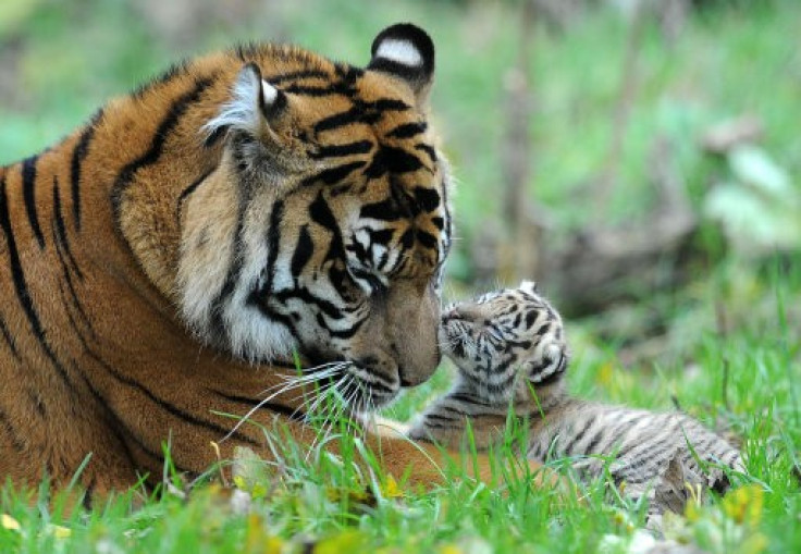 Research Prove How Tigers Got Their Stripes