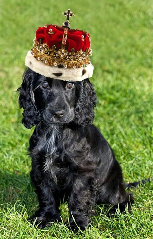 Kate Middleton's Puppy's Fake Twitter Account