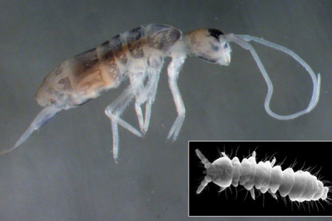 Four New Species Of Springtails Discovered Near Black Sea