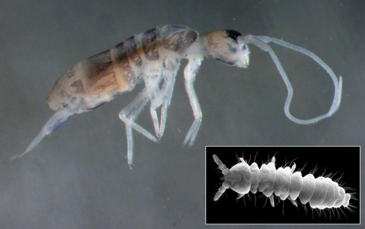 Four New Species Of Springtails Discovered Near Black Sea