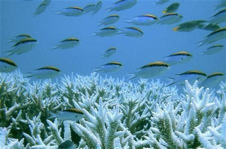 World’s Biggest Marine Park Network Created by Australia on Eve of Rio+20 Summit