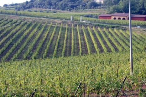 New Species Of Moth Invades Vineyards In Italy