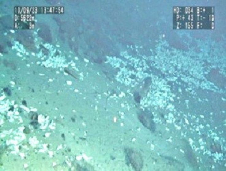 Researchers Discover Rare Life In Pacific Ocean