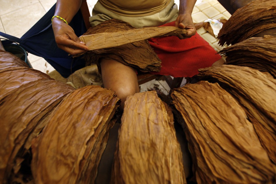 A worker sorts cigar leaves