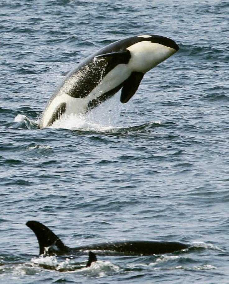Satellite Tagging to Provide Insights Into Killer Whales’ Locations