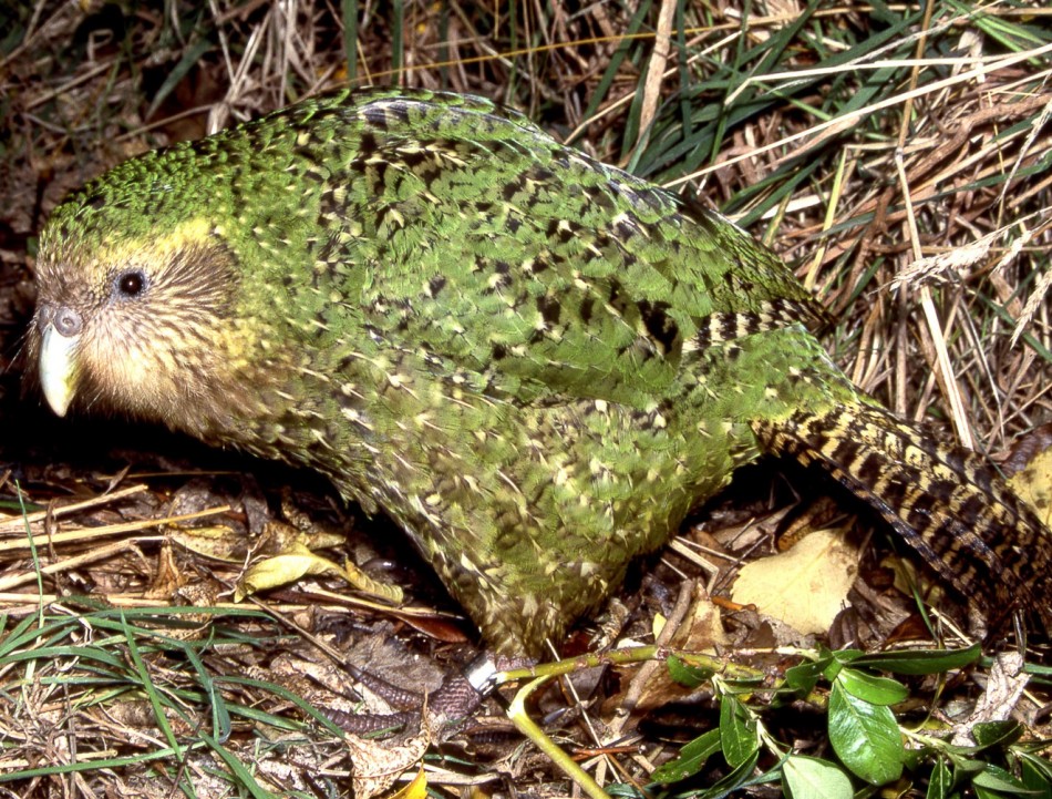 4. The Kakapo