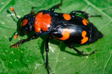 3: The American Burying Beetle