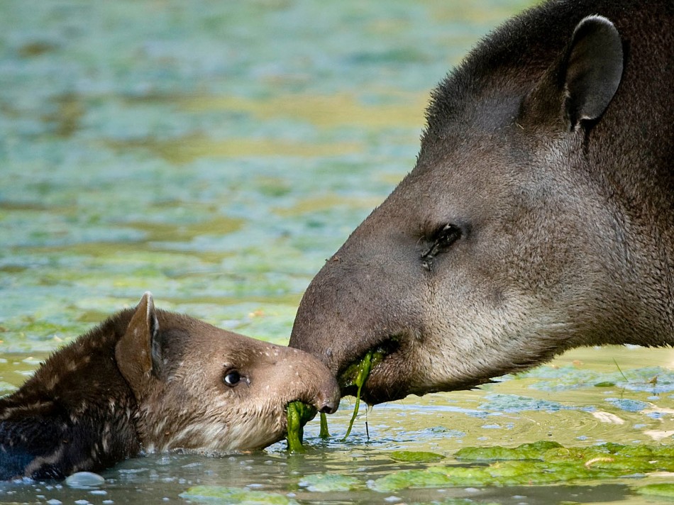 7.The Lowland Tapiralso