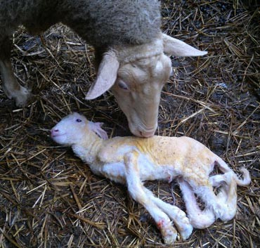 Schmallenberg Virus: First Pictures Of Deformed Lambs | IBTimes UK