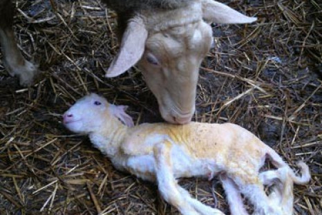 Schmallenberg virus 2