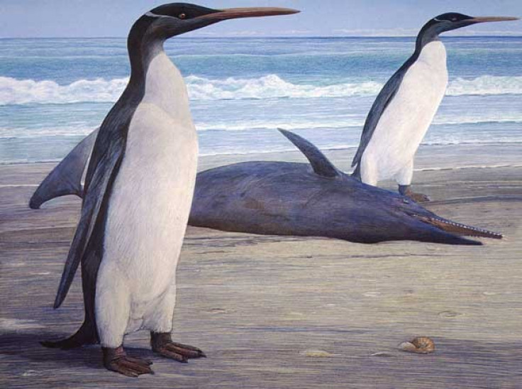Researchers Have Reconstructed Four Feet Tall Giant Penguin Fossil