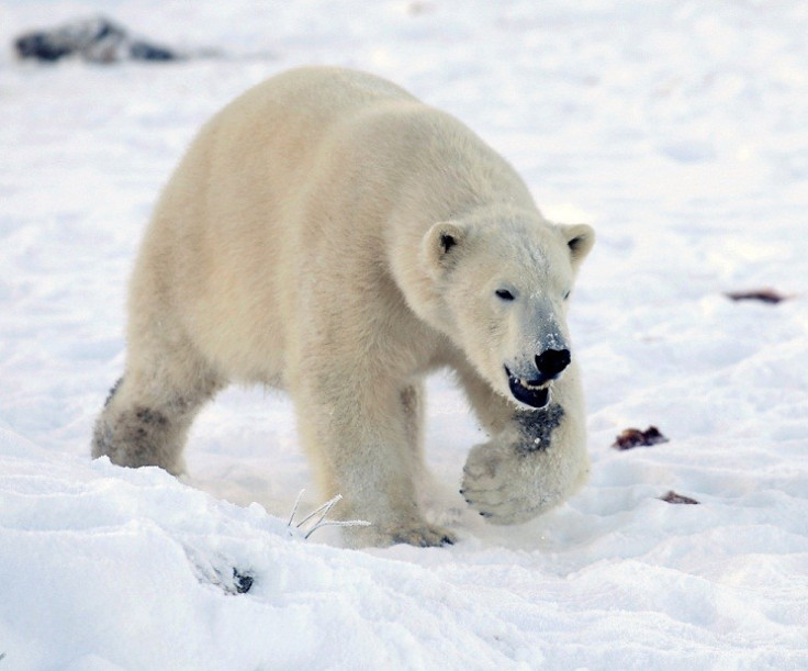 Chinese millionaires are paying to hunt polar bears in Canada (Reuters)