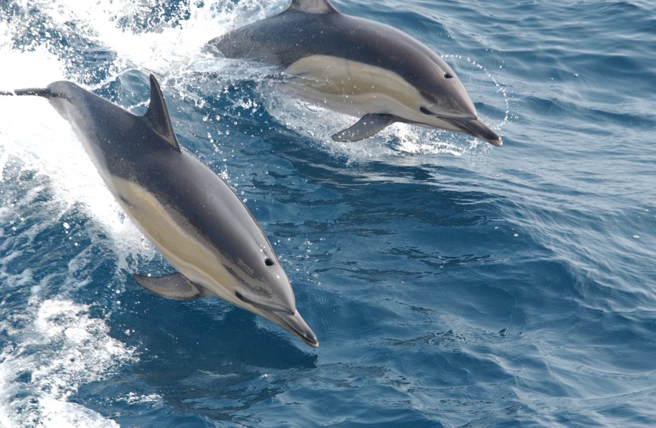 Les sauveteurs néo-zélandais utilisent des seaux et des serviettes pour sauver les dauphins échoués