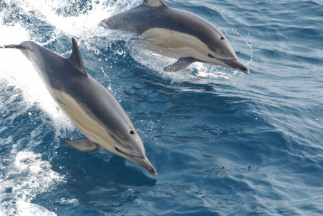 Dolphins