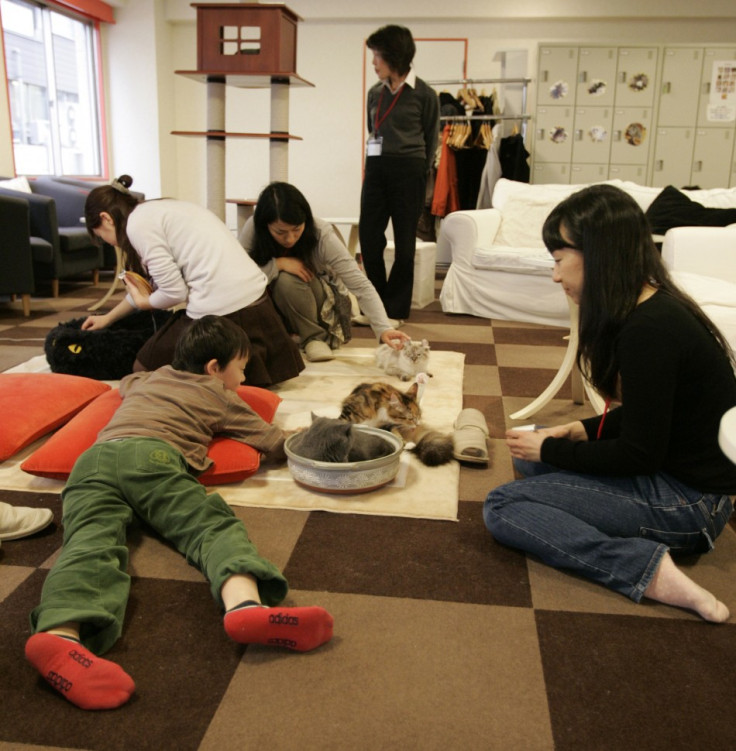 Customers play with cats at at cafe Tokyo (Reuters)