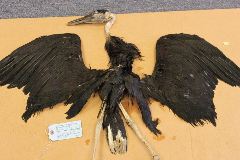 Stork Body