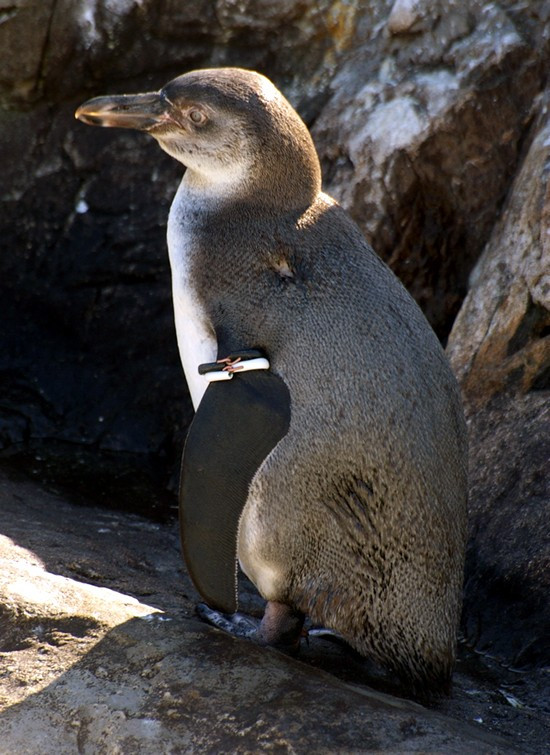 Penguin