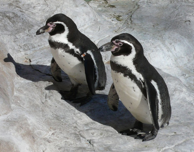 HUMBOLDT PENGUIN