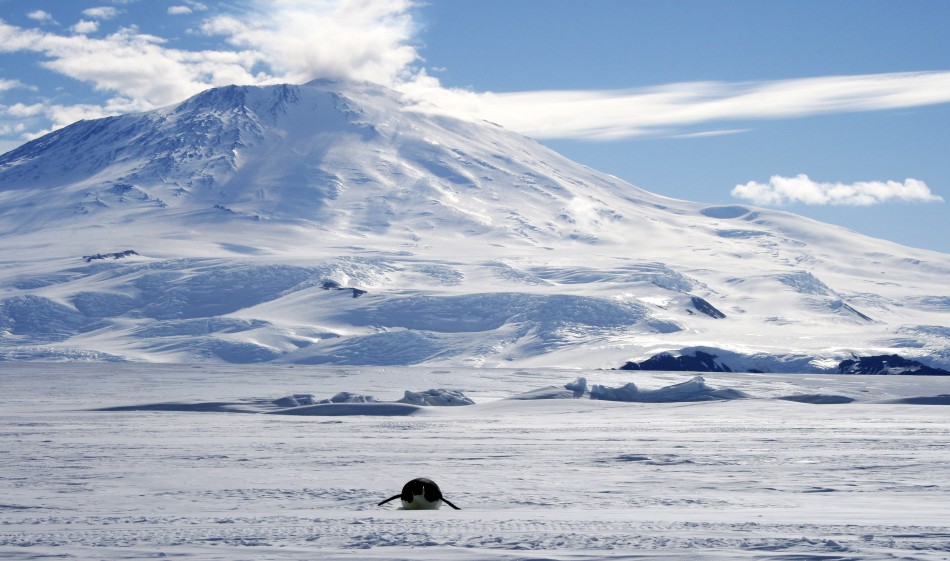 Alien Plant Invasion Threatens Antarctic Ecosystem: Researchers