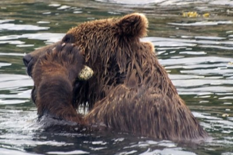 ‘Hair of Grizzly Bear’ Study to Determine Population Size Launched
