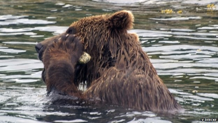 ‘Hair of Grizzly Bear’ Study to Determine Population Size Launched