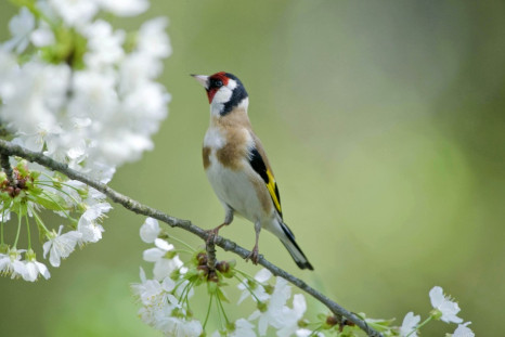 A Huge Increase In Dazzling Goldfinch Birds