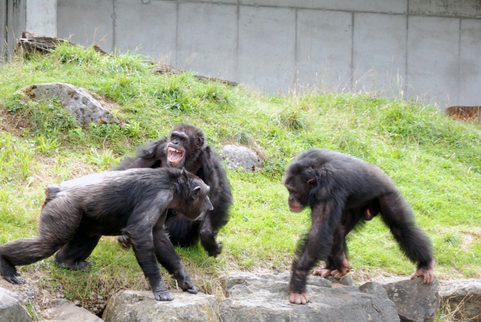 Chimpanzee attack