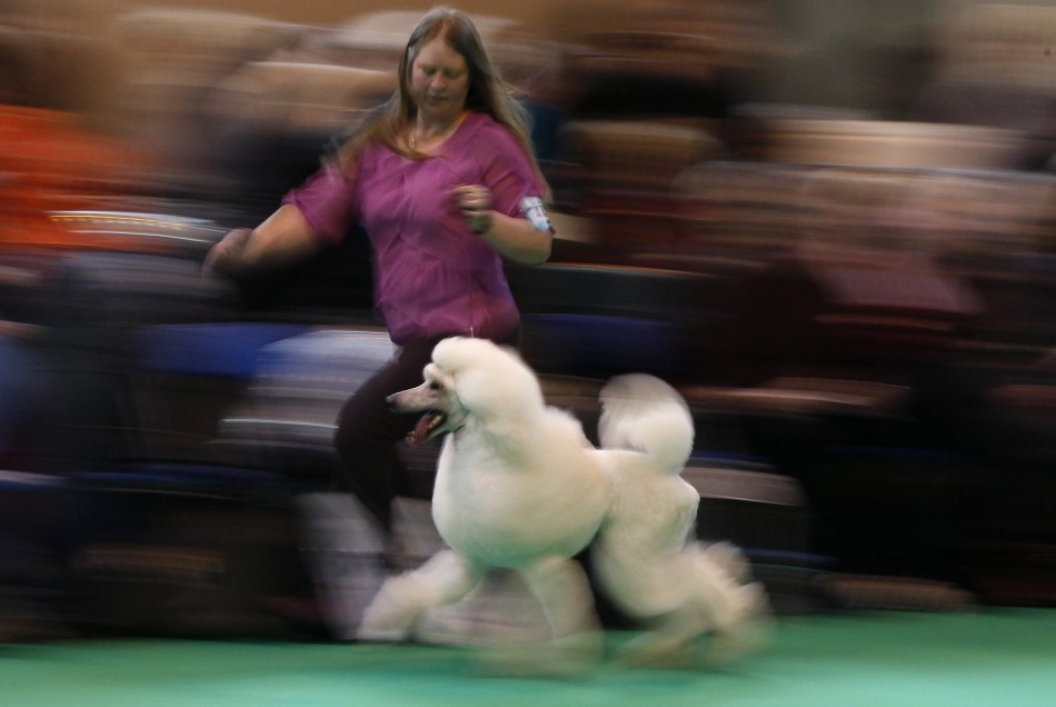 Dogs Arrive for Start of Crufts 2012