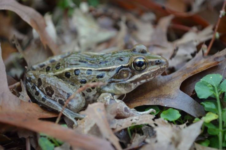 A new species of leopard frog