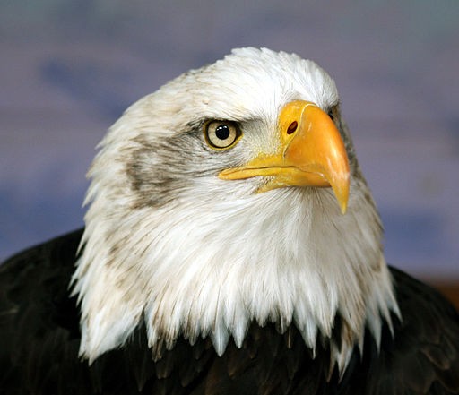 Canada: Rescued bald eagle poses for a selfie | IBTimes UK