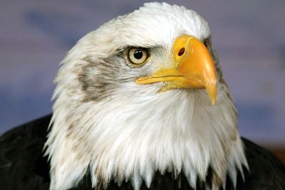 Bald eagle head.